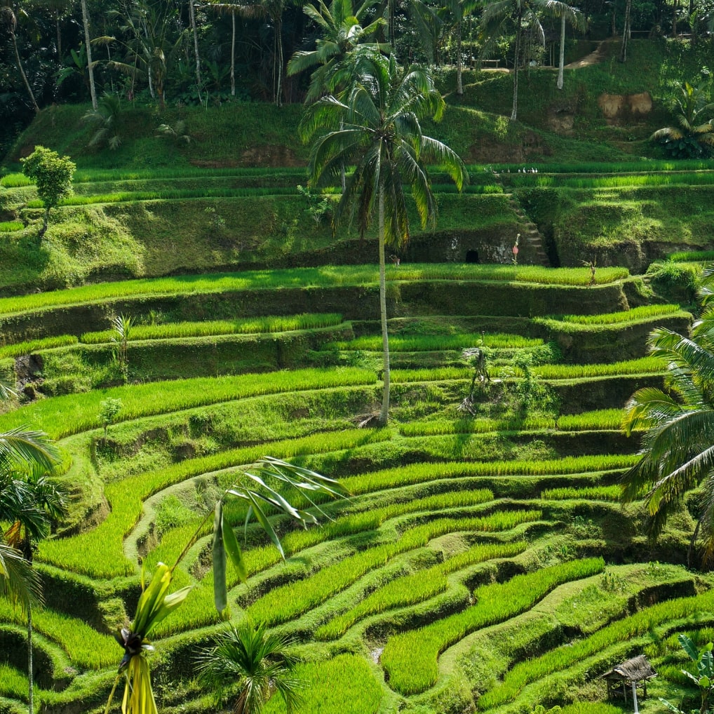 Pemandangan Bali 1